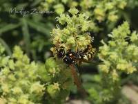 Franse veldwesp [Polistes dominula]